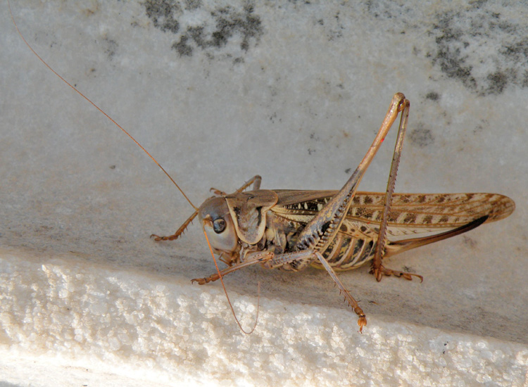 Decticus albifrons